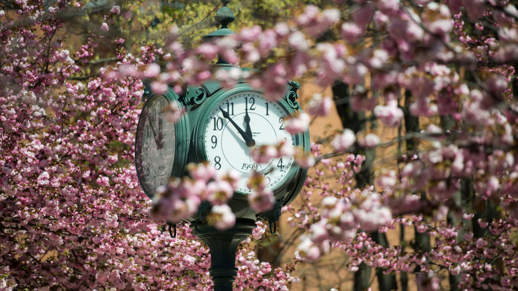 Mason's iconic clock surrounded by blossoming trees in the spring